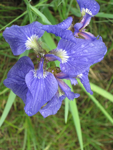 Iris setosa (Beachhead iris) #28672