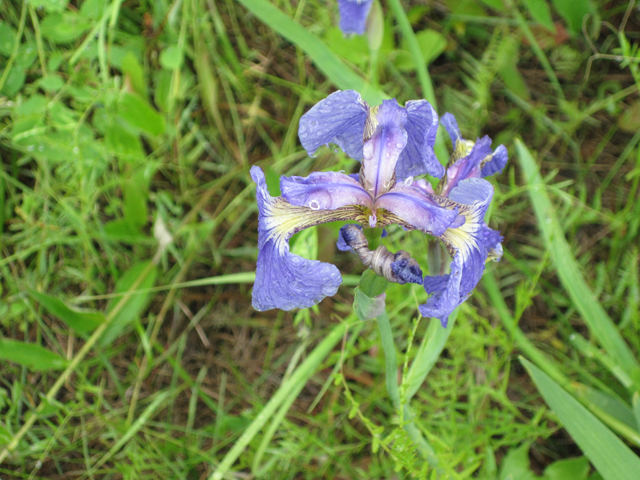 Iris setosa (Beachhead iris) #28677