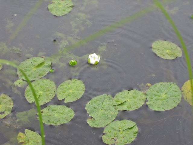 Nymphaea tetragona (Pygmy waterlily) #28687