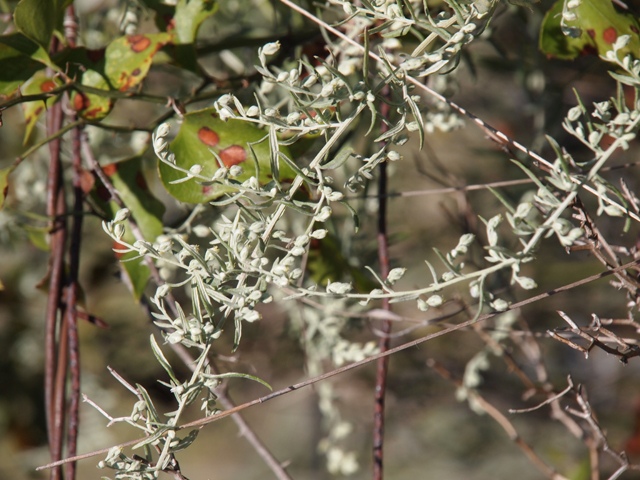Artemisia ludoviciana (Louisiana artemisia) #28750