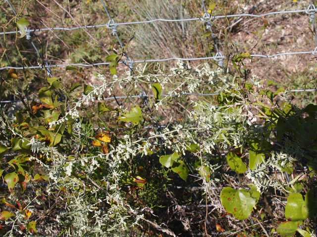 Artemisia ludoviciana (Louisiana artemisia) #28751
