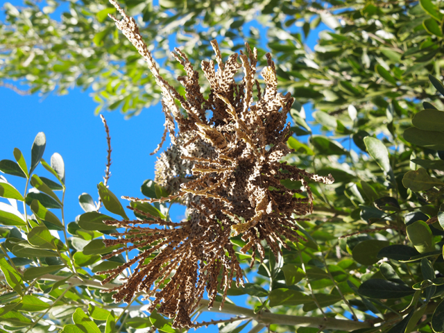 Sophora secundiflora (Texas mountain laurel) #28779
