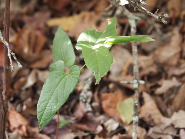Aristolochia serpentaria (Virginia snakeroot) #28788
