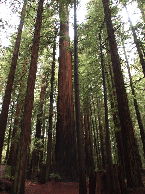 Sequoia sempervirens (Coast redwood) #28797