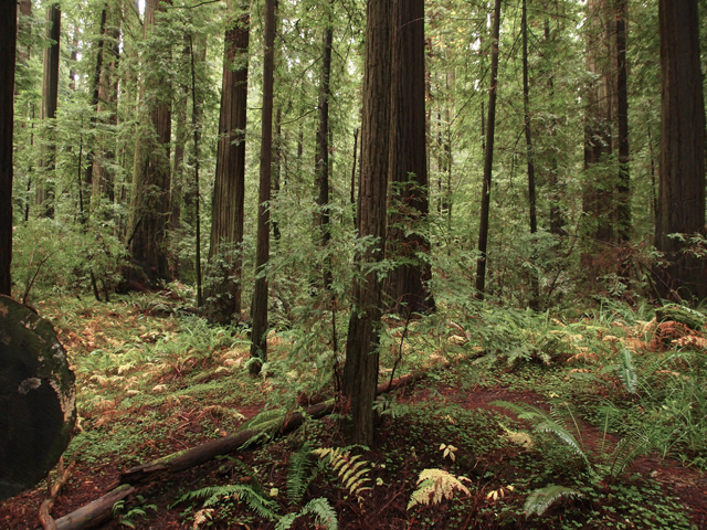 Sequoia sempervirens (Coast redwood) #28801