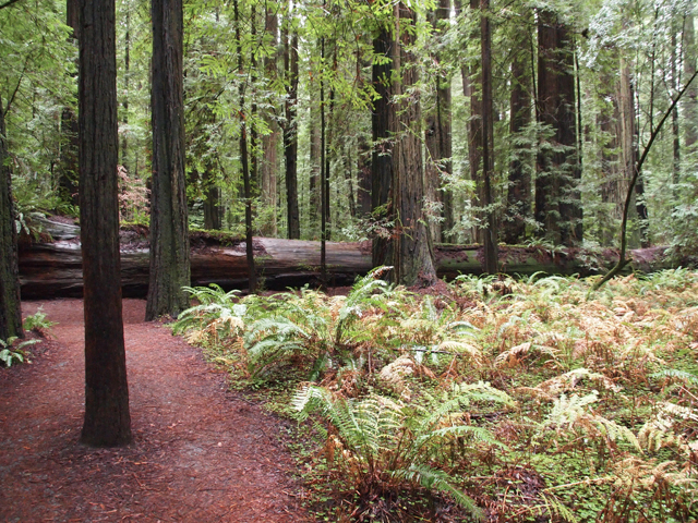 Sequoia sempervirens (Coast redwood) #28804