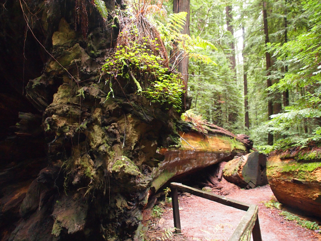 Sequoia sempervirens (Coast redwood) #28808