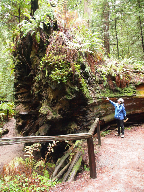 Sequoia sempervirens (Coast redwood) #28809