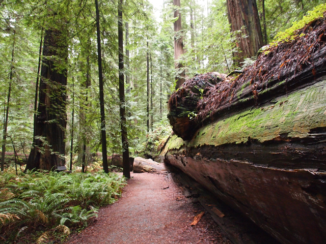 Sequoia sempervirens (Coast redwood) #28810