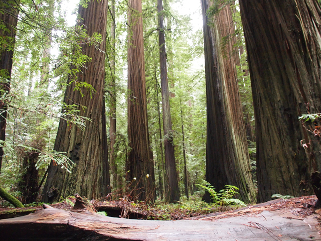 Sequoia sempervirens (Coast redwood) #28813