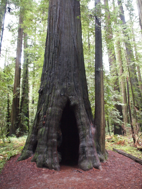Sequoia sempervirens (Coast redwood) #28815