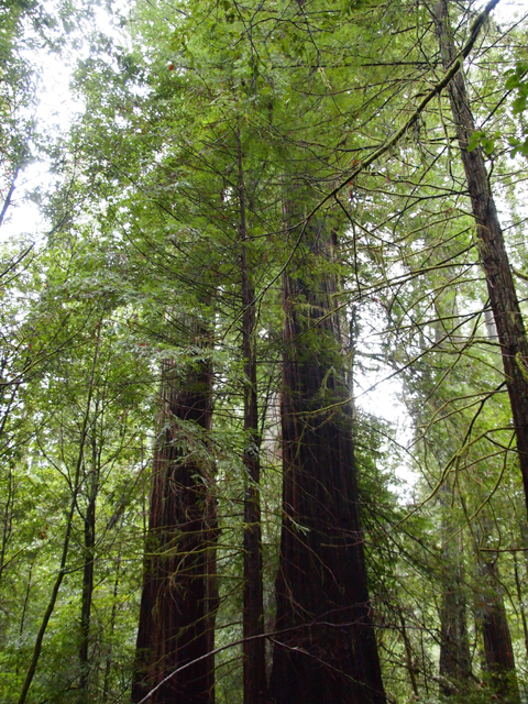 Sequoia sempervirens (Coast redwood) #28816