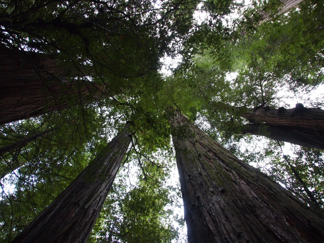 Sequoia sempervirens (Coast redwood) #28821