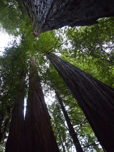 Sequoia sempervirens (Coast redwood) #28823