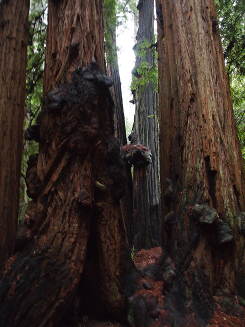 Sequoia sempervirens (Coast redwood) #28829