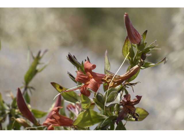 Anisacanthus thurberi (Thurber's desert honeysuckle) #46500
