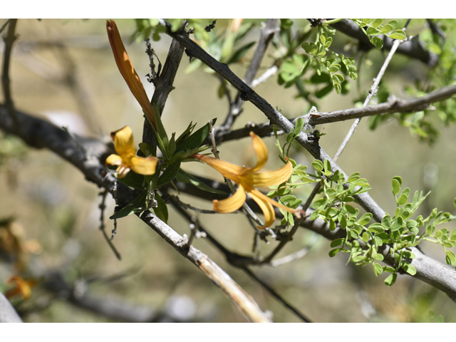 Anisacanthus thurberi (Thurber's desert honeysuckle) #46510