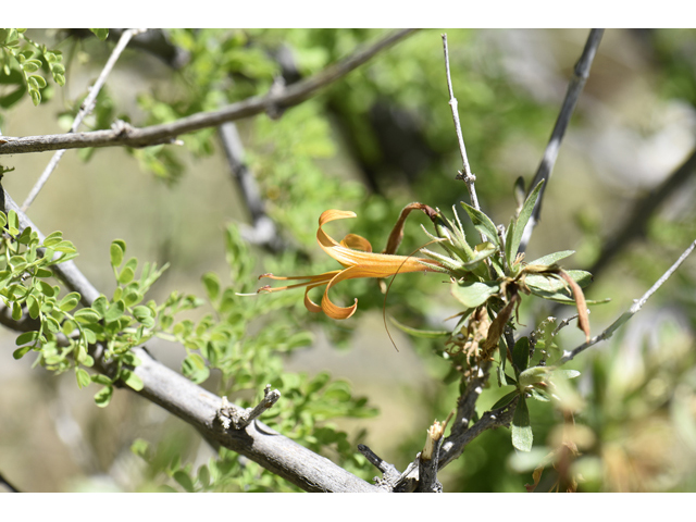 Anisacanthus thurberi (Thurber's desert honeysuckle) #46514