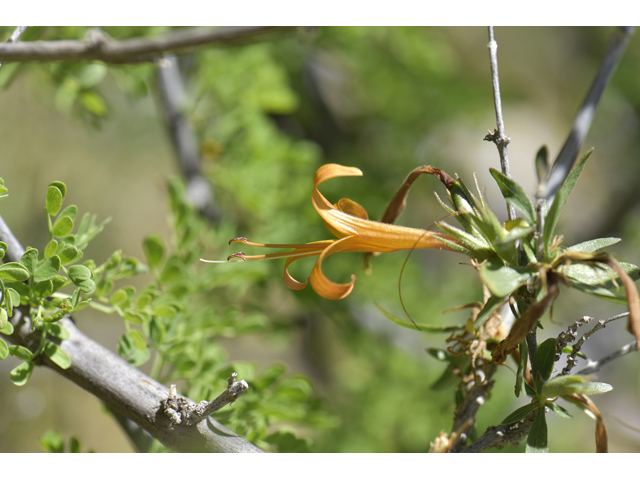 Anisacanthus thurberi (Thurber's desert honeysuckle) #46515