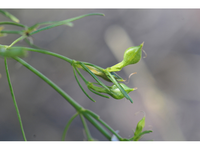 Carlowrightia linearifolia (Heath wrightwort) #46573