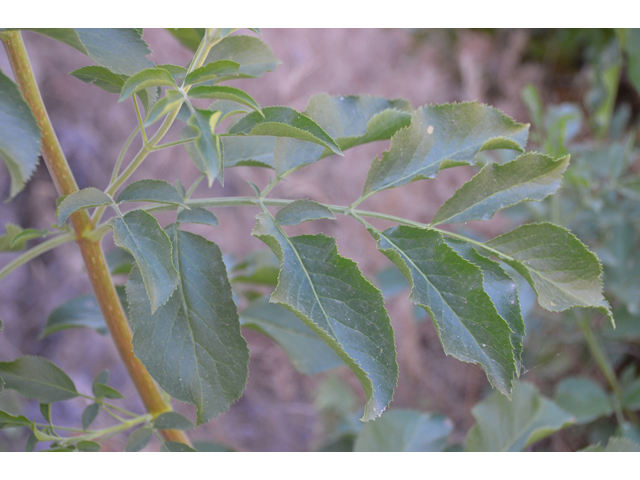 Sambucus nigra ssp. cerulea (Blue elderberry) #46591