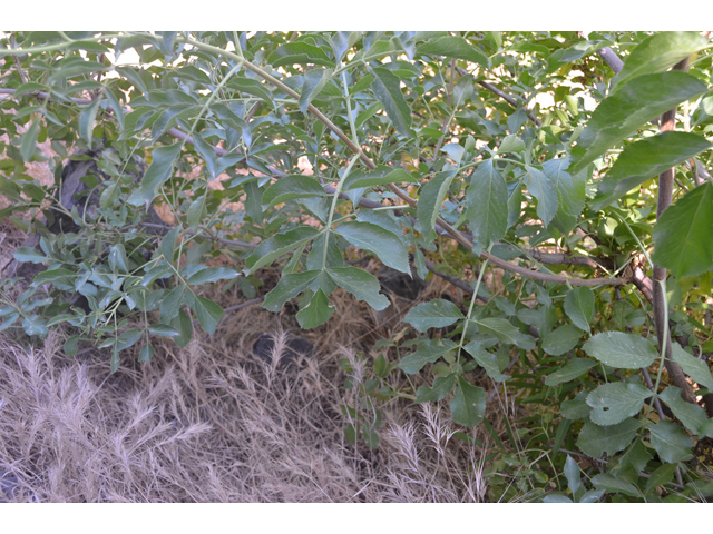 Sambucus nigra ssp. cerulea (Blue elderberry) #46593