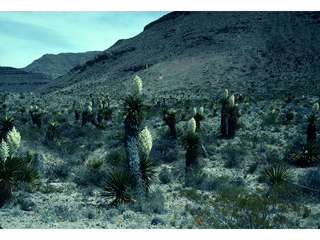 Yucca faxoniana (Faxon yucca) #68126