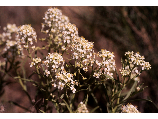 Lepidium alyssoides (Mesa pepperwort) #68182