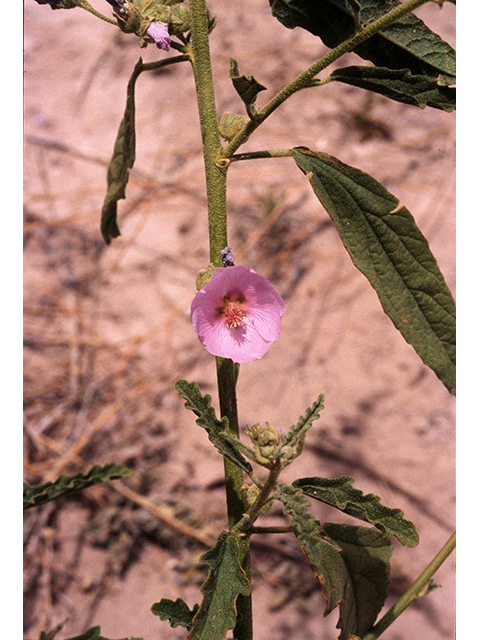 Sphaeralcea angustifolia (Narrowleaf globemallow) #68215