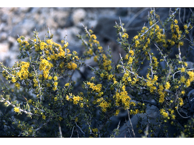 Condalia ericoides (Javelina bush) #68238