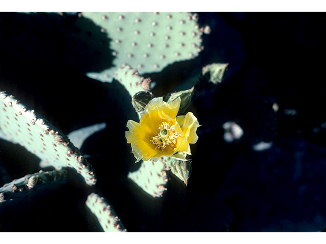 Opuntia rufida (Blind pricklypear) #68262