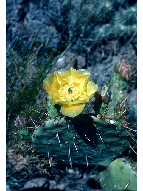 Opuntia engelmannii var. engelmannii (Cactus apple) #68269