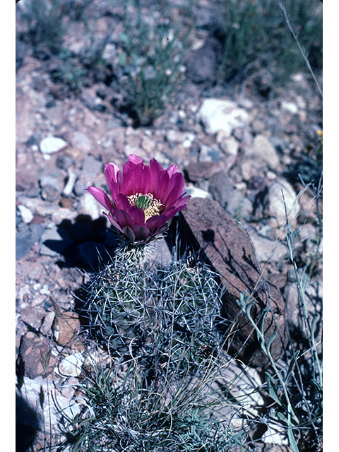 Echinocereus fendleri ssp. fendleri (Pinkflower hedgehog cactus) #68275