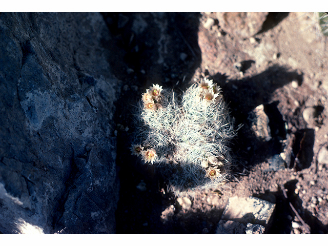Escobaria duncanii (Duncan's foxtail cactus) #68285