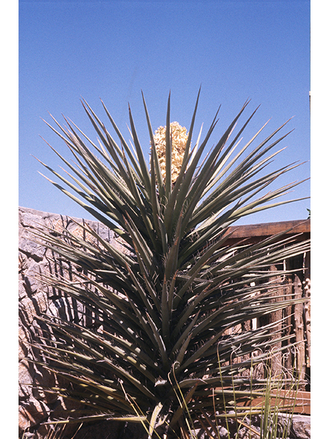 Yucca torreyi (Torrey yucca) #68309