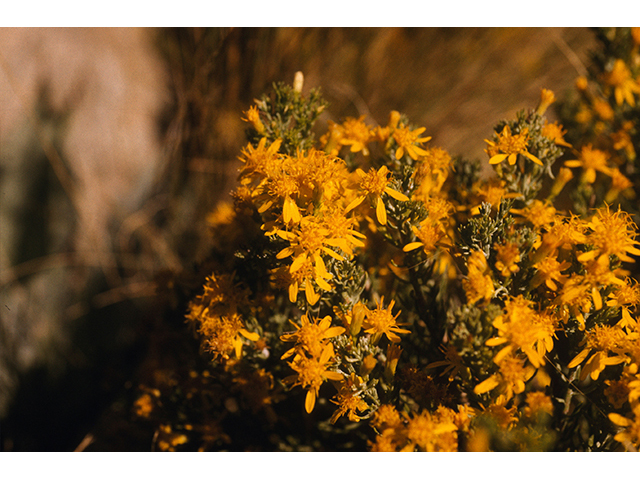 Ericameria laricifolia (Larchleaf goldenweed) #68378