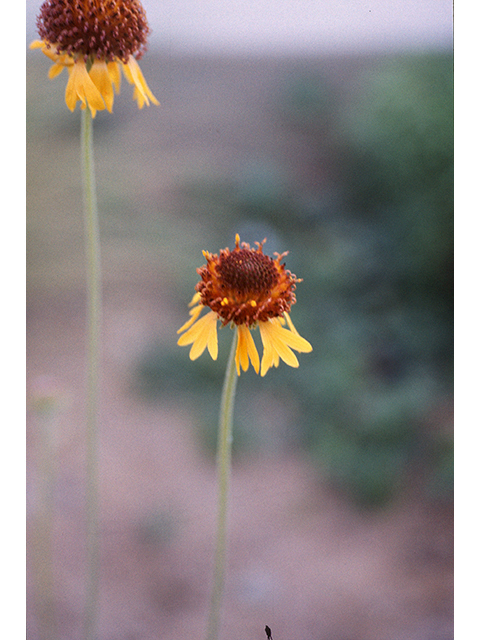 Gaillardia suavis (Pincushion daisy) #68386