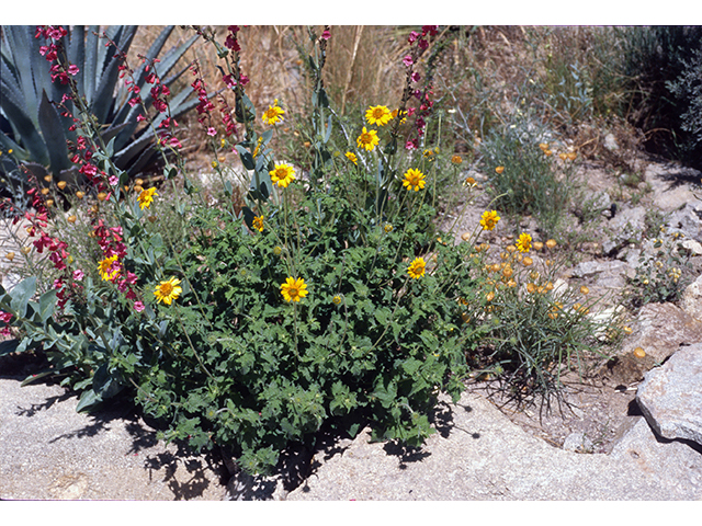 Simsia calva (Awnless bush sunflower) #68425