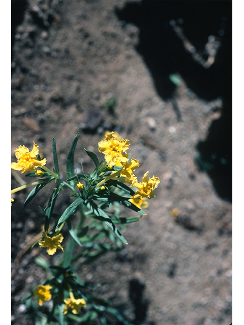Lithospermum incisum (Fringed puccoon) #68460