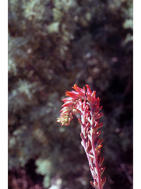 Echeveria strictiflora (Desert savior) #68541
