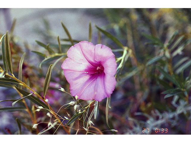 Ipomoea leptophylla (Bush morning-glory) #68555