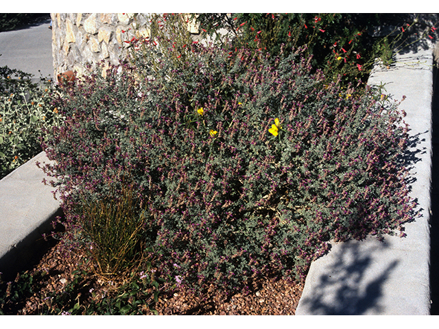 Dalea bicolor var. argyrea (Silver prairie clover) #68590