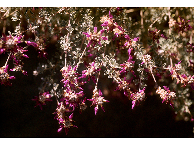 Dalea bicolor var. argyrea (Silver prairie clover) #68591