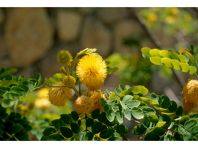 Leucaena retusa (Goldenball leadtree) #68626