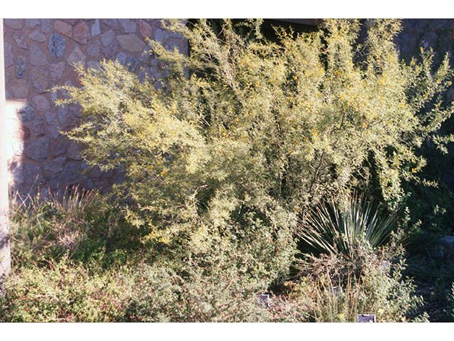 Vachellia constricta (Whitethorn acacia) #68663