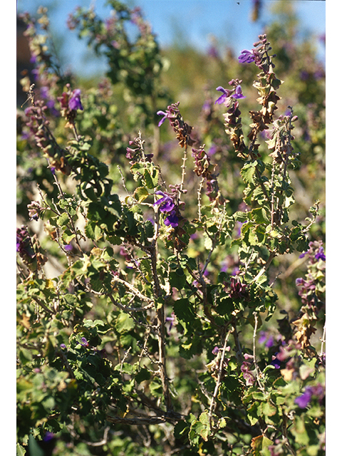 Salvia pinguifolia (Rock sage) #68710