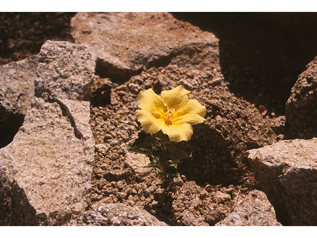 Hibiscus coulteri (Desert rosemallow) #68743