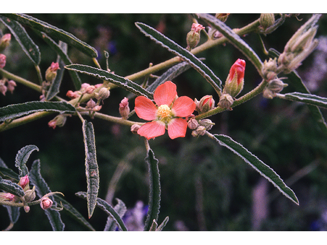 Sphaeralcea angustifolia (Narrowleaf globemallow) #68754