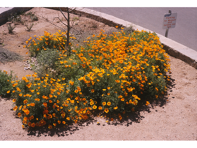 Eschscholzia californica ssp. mexicana (Mexican gold poppy) #68808