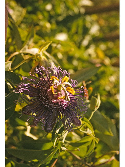 Passiflora incarnata (Maypop) #68816